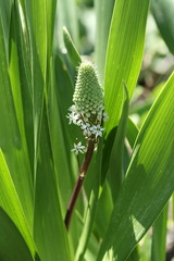 Schizocarphus nervosus