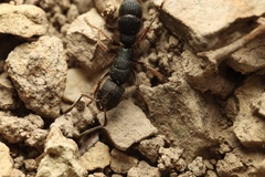 Pseudoneoponera rufipes