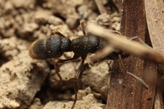 Pseudoneoponera rufipes
