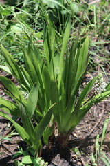 Schizocarphus nervosus