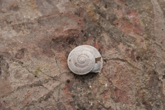 Helicigona lapicida