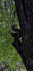 Sciurus aureogaster