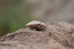 Helicigona lapicida