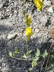 Linaria
