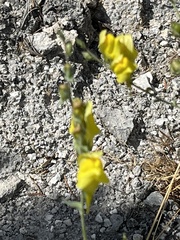 Linaria