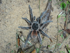 Lasiodora