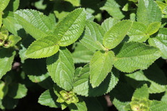 Acalypha punctata