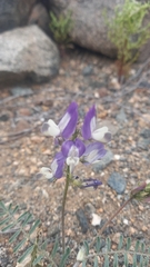 Astragalus amatus