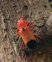 Euryphagus lundii