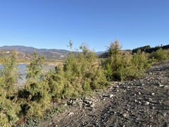 Tamarix