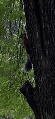 Sciurus aureogaster