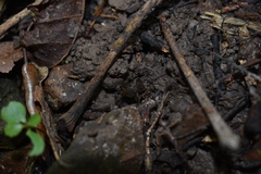 Macropathinae