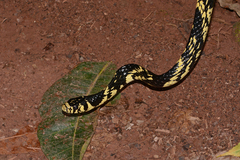 Spilotes pullatus