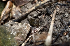 Macropathinae