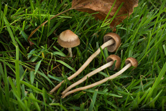 Panaeolus foenisecii