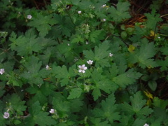Geranium sibiricum