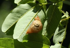 Sheldonia