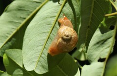 Sheldonia