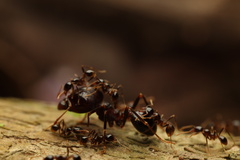 Carebara