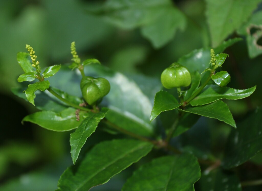 Forest Pepper-Seed Bush