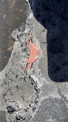 Grapsus