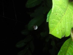 Hypognatha