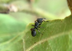 Cephalotes jheringi