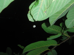 Hypognatha