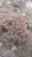 Frankeniaceae