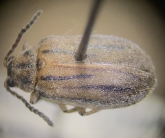 Ophraella
