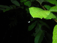 Hypognatha