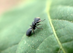 Cephalotes jheringi