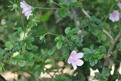 Hibiscus pedunculatus