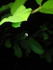 Hypognatha
