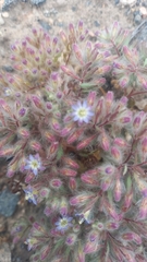 Frankeniaceae