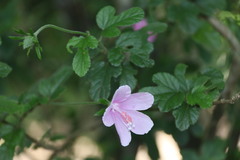 Hibiscus pedunculatus