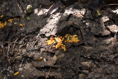 Austroponera castanea