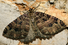 Triphosa dubitata