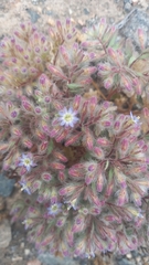 Frankeniaceae