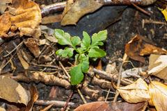 Sceptridium oneidense