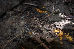 Austroponera castanea