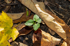 Sceptridium oneidense