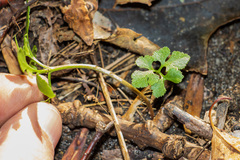 Sceptridium oneidense