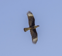 Caracara plancus cheriway