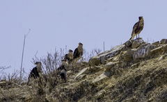 Caracara plancus cheriway