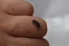 Armadillidae