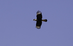 Caracara plancus cheriway