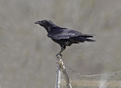 Corvus cryptoleucus