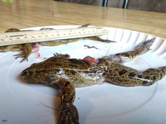 Lithobates megapoda