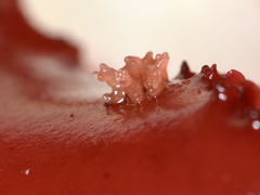 Callocolax neglectus